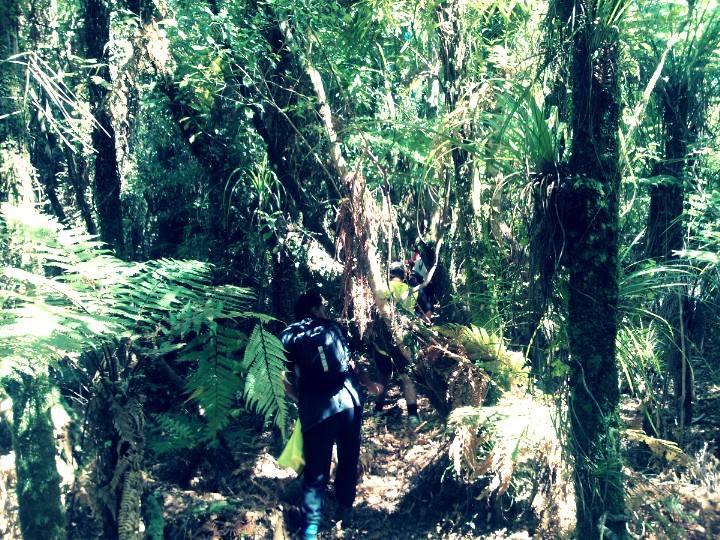 Bushwhacking through our ngahere
